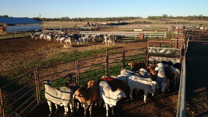 springfield livestock market report